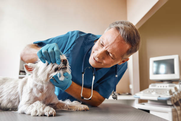 Best Root Canal Emergency Dentist  in Worcester, MA